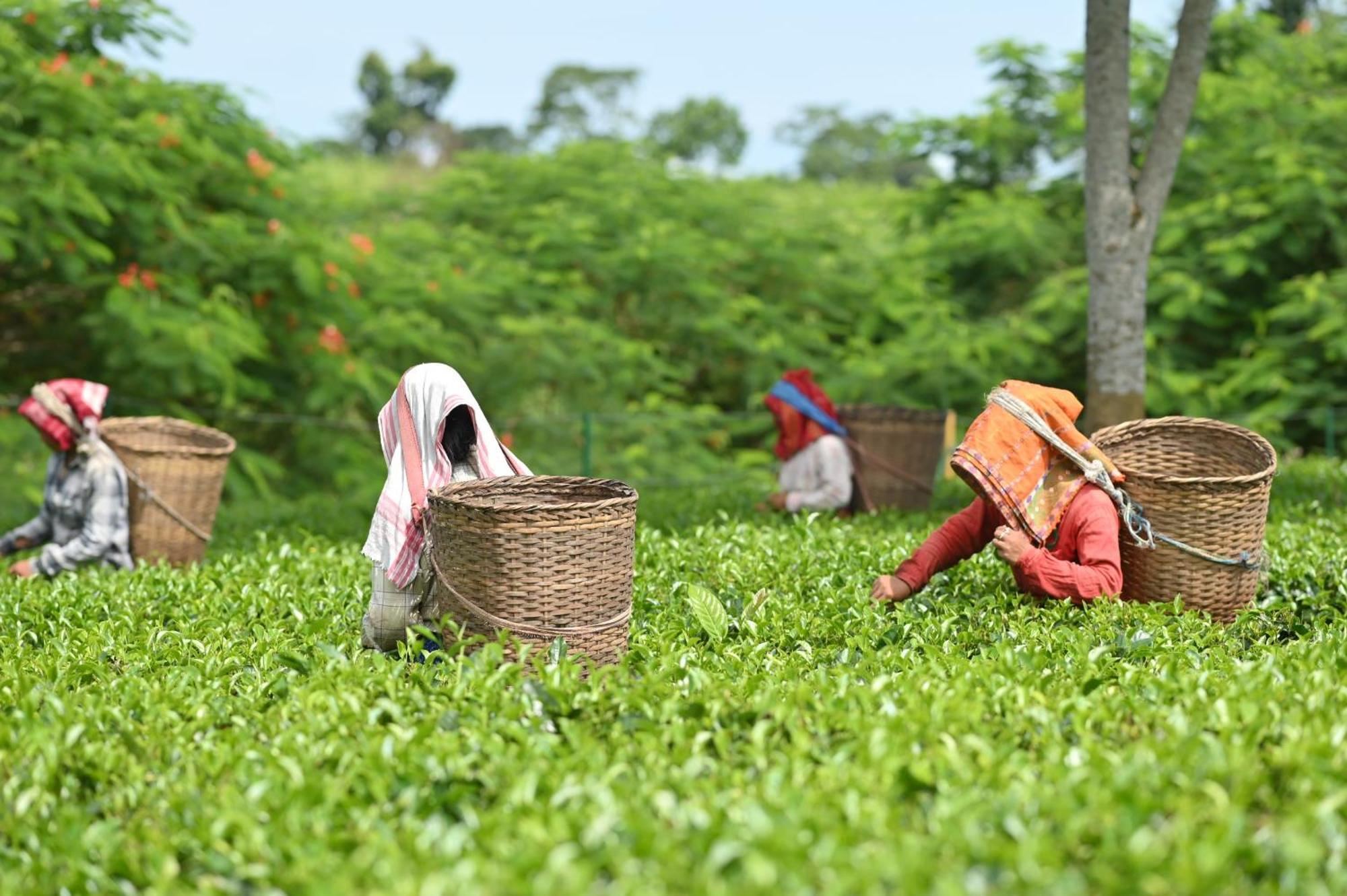 Vaani Greens Wildlife Resort, Kaziranga Kuthari Екстериор снимка
